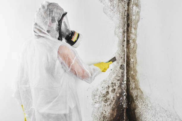 Best Residential Mold Remediation in West Pasco, WA