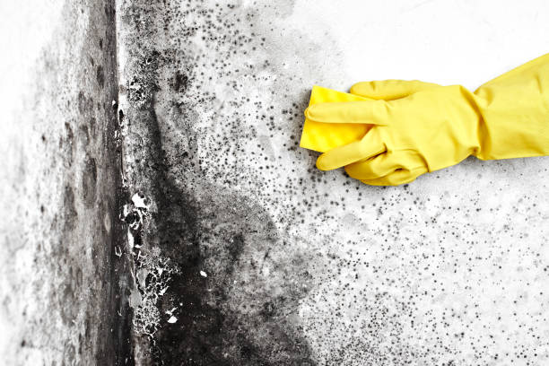 Best Basement Mold Remediation in West Pasco, WA