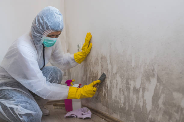 Best Commercial Mold Remediation in West Pasco, WA
