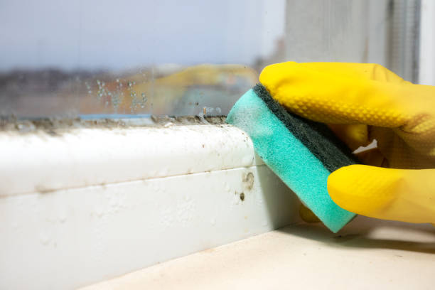 Best DIY Mold Remediation Support Services in West Pasco, WA