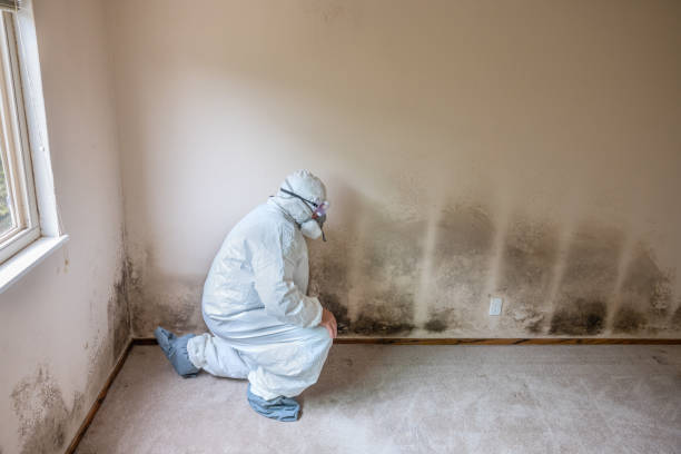 Best Post-Flood Mold Remediation in West Pasco, WA