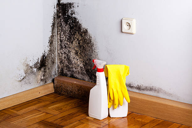 Best Mold Remediation for Schools in West Pasco, WA