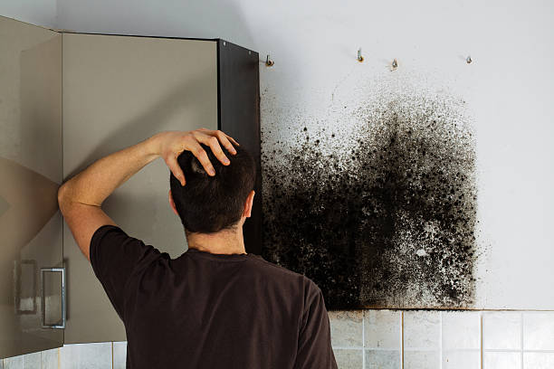 Best Bathroom Mold Remediation in West Pasco, WA