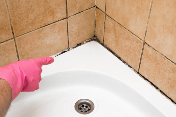 Best DIY Mold Remediation Support Services in West Pasco, WA