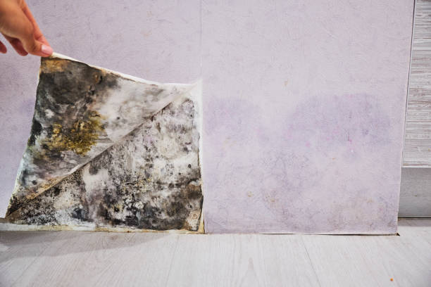 Best Kitchen Mold Remediation in West Pasco, WA